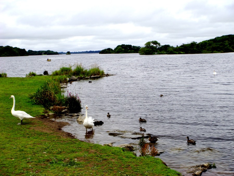 Lake Geese at Ross Castle