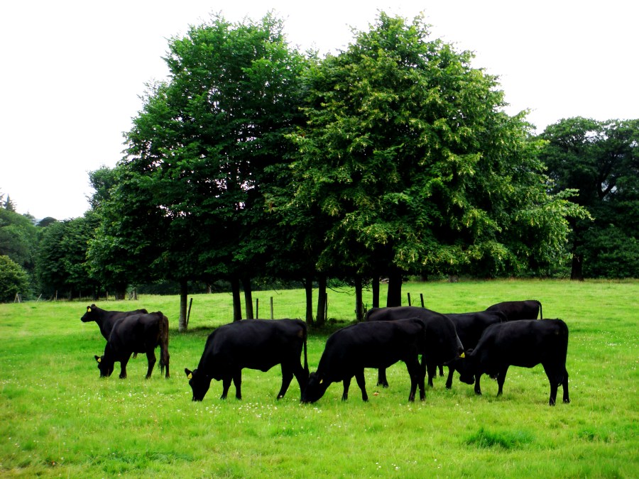 Cows Grazing on the Muckross Land